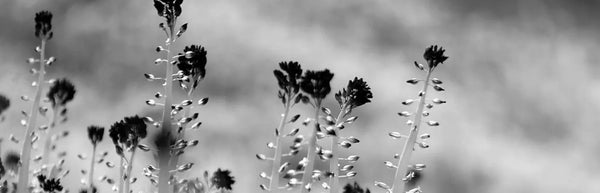 Casual nature t-shirts, featuring wildlife, flowers, and nature scenes. High quality apparel designed to compel by AbstractRiver